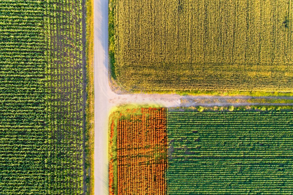 Limagrain and Alteia Collaborate for Technology Driven Approach to Phenotyping